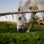 nori_levi_wedding_session_0277